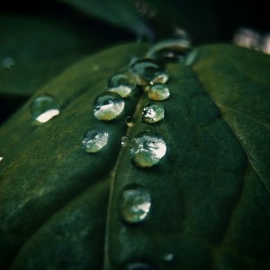 Raindrops